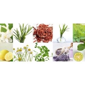 Crop Essential Oils Green Tea Basil Lily Blueberry Aromatherapy 10ml Bottle